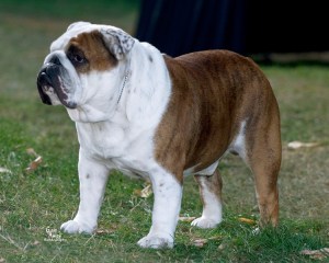 102077462.qqpShcy8.2899