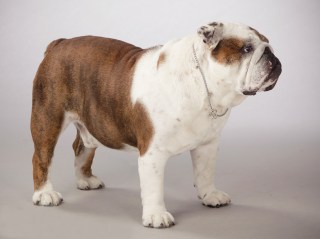 110788182.fXYKtKdl.AngusPro129