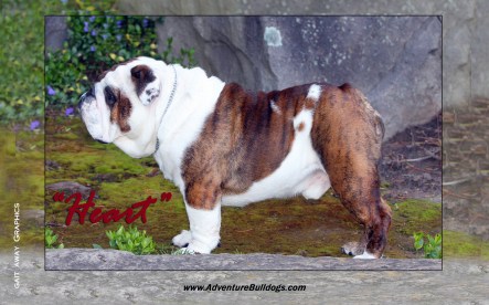 142685509.mhtwWVKg.Heart1