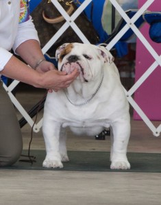 157222978.ZQGZR7aG.10273390_2_0461_o